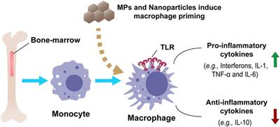 Impacts of microplastics on immunity